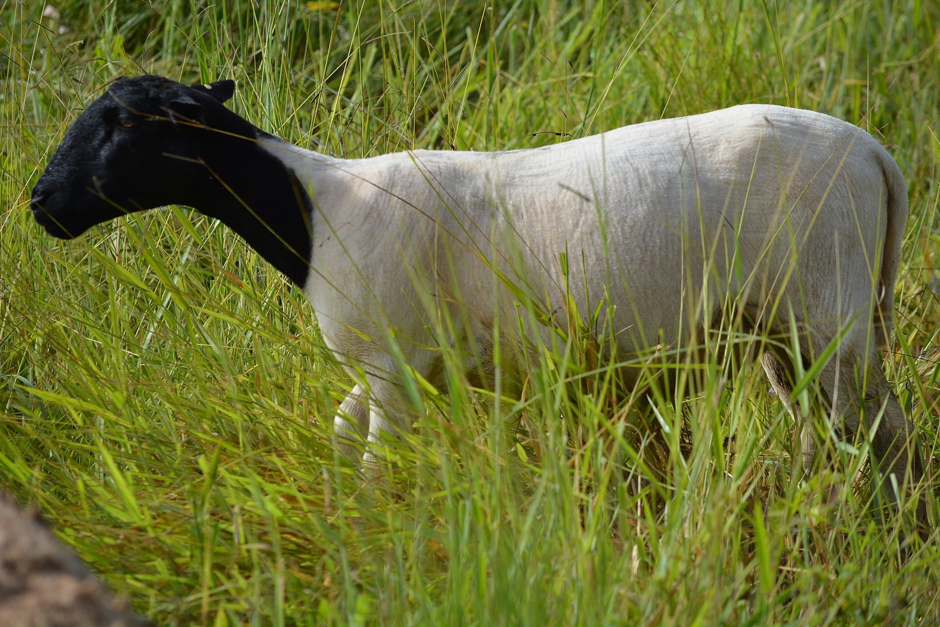 Ovelha Dorper no pasto